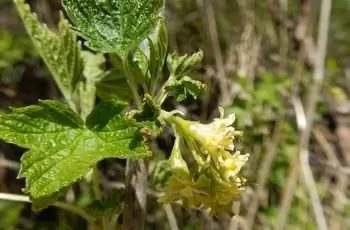 Дикое растение черной смородины (Ribes americanum), растущее вдоль реки Восточный Галлатин в районе Ротари-парка Глен-Лейк, Бозман, Монтана.