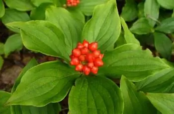 Крупный план ярко-красных плодов брусники (Cornus canadensis).