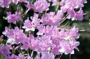 Чудесные розовые цветы азалии (Rhododendron yedoense var. poukhanense).