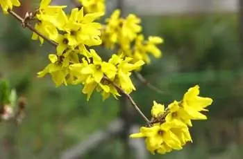 Восхитительные желтые цветы, растущие на ветке золотого колокольчика (Forsythia koreana).