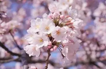 Великолепные бело-розовые цветки королевской вишни (Prunus × nudiflora).