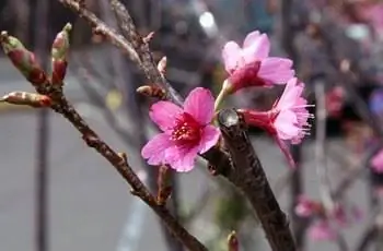 Крупный план трех маленьких розовых цветков вишневого дерева Ёсино (Prunus x yedoensis).