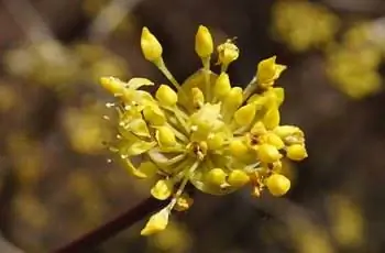 Замысловатые желтые цветки кизила корейского (Cornus officinalis).