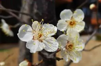 Три красивых белых цветка сливового дерева (Prunus mume).