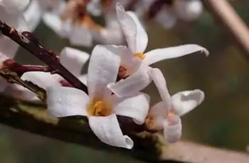 Крупный план скрученных цветков белой форзиции (Abeliophyllum distichum).