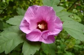 Розово-красная роза Шарона (Hibiscus syriacus) в полном цвету.