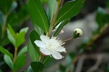 Белый мирт (Myrtus communis) цветет рядом с нераскрывшимся бутоном.