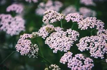 Цветы розового тысячелистника (Achillea millefolium), растущие в поле.