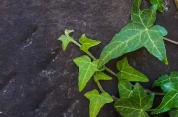 Высокий угол обзора английского плюща (спираль Hedera) на камне.