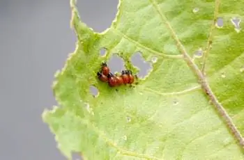 Горстка красных и черных личинок колорадского картофельного жука (Leptinotarsa decemlineata), поедающих лист.