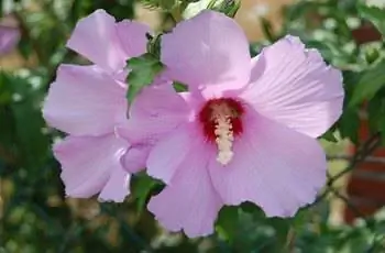 Розовый цветок розы Шарона (Hibiscus syriacus) с красной серединкой.