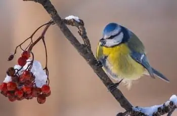 Синица (Parus caeruleus) сидит на заснеженной ветке красной рябины морозным зимним утром.