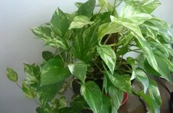 Здоровый потос (Epipremnum aureum), растущий как комнатное растение в помещении.