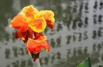 Ярко-оранжевый, желто-красный цветок канны Тропиканна® (Canna 'Phasion' Tropicanna®).