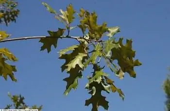 Листья черного дуба (Quercus velutina), растущего в Ботаническом саду в Вашингтоне.