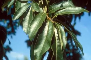 Крупный план листьев каменного дуба (Quercus imbricaria).