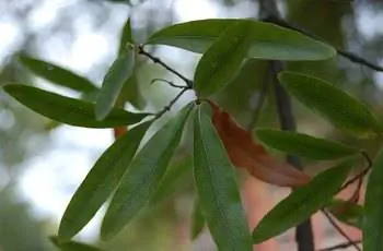 Крупный план листьев ивы дубовой (Quercus phellos).