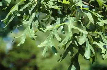 Крупный план листьев белого дуба (Quercus alba) в дендрарии Дауэса в округе Ликинг, штат Огайо.