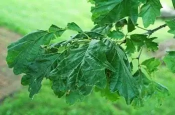 Крупный план листьев болотного белого дуба (Quercus bicolor) в дендрарии Дауэса в округе Ликинг, штат Огайо.