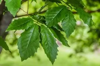 Крупный план листьев дуба чинкапина (Quercus muehlenbergii).