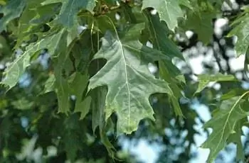 Крупный план листьев северного красного дуба (Quercus Rubra), растущего в Дендрарии Дауэса в округе Ликинг, штат Огайо.