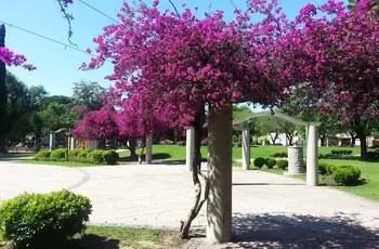 Бугенвиллия большая (Bougainvillea spectabilis) растет вдоль колонной конструкции в парке.