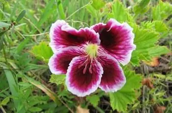 Белая, красная и фиолетовая герань Марты Вашингтон (Pelargonium x Domesticum), растущая на ферме Сибуя на Гавайях.