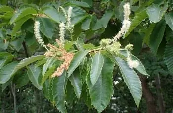 Крупный план листьев чинкапина Аллегейни (Castanea pumila).