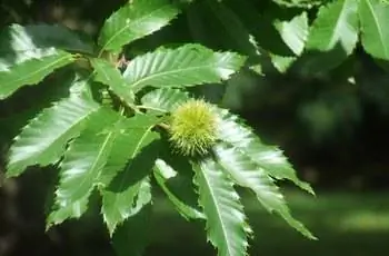 Крупный план листьев европейского каштана (Castanea sativa).