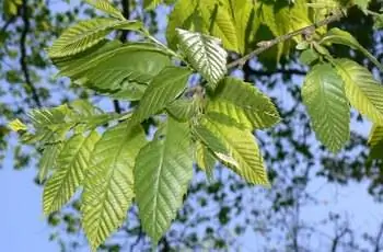 Крупный план листьев китайского каштана (Castanea mollissima).