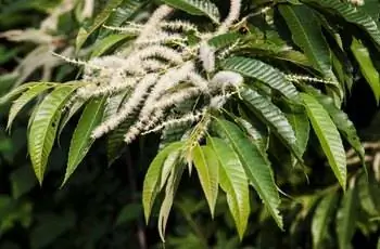 Крупный план листьев японского каштана (Castanea crenata).