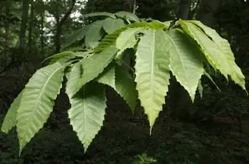 Крупный план листьев американского каштана (Castanea dentata).