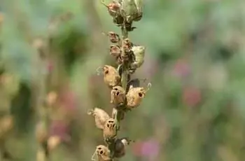 Крупный план семенного стручка львиного зева (Antirrhinum majus).