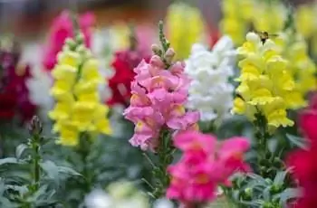 Красивые львиный зев (Antirrhinum majus) розового, белого, желтого и красного цветов.