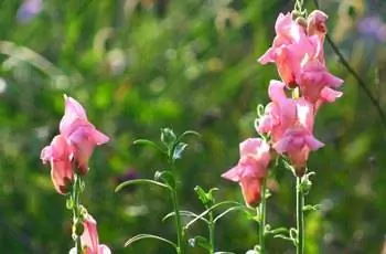 Цветки розового львиного зева (Antirrhinum majus) тянутся к солнцу.