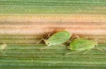 Три зеленых жука (Schizaphis graminum) охлаждаются на листе.