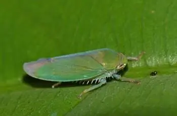 Зеленая цикадка (Cicadellidae) на зеленом листе.