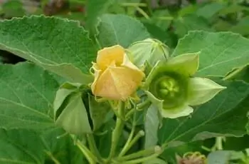 Выносливый гибискус (Hibiscus moscheutos) с желтым бутоном в Ботаническом саду Чикаго.