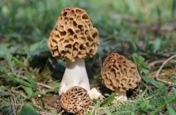 Несколько небольших грибов сморчков (Morchella esculenta), готовых к сбору.