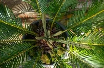 Вид сверху на саговую пальму (Cycas revoluta) в горшке.