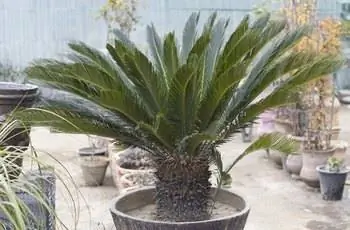 Большая саговая пальма (Cycas revoluta) в горшке еще большего размера.