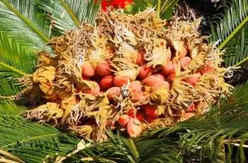 Набор плодов саговой пальмы (Cycas revoluta).