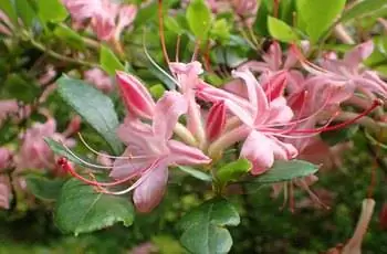 Горсть восхитительно розовых сладких цветов азалии (Rhododendron arborescens).