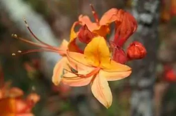 Оранжевые и красные цветки пламенной азаэлы (Rhododendron Calendulaceum).