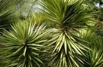 Крупный план испанской штыковой юкки (Yucca aloifolia).