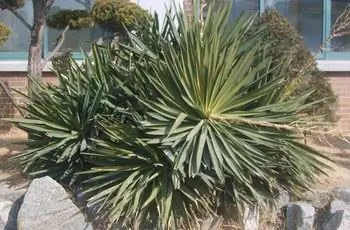 Куст испанских кинжалов (Yucca gloriosa) перед зданием.