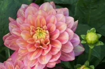 Калейдоскопически окрашенный георгин Милена Флер (Dahlia 'Milena Fleur').