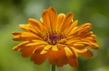 Цветок бархатцев темно-оранжевого и желтого цвета (Calendula officinalis).