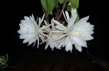 Цветут три цветка белого кактуса голландца (Epiphyllum oxypetalum).