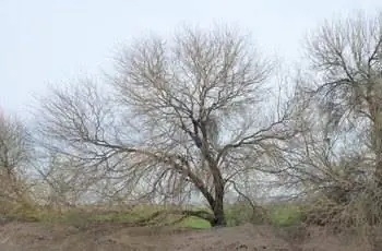 Молодой энергичный бархатный мескит (Prosopis velutina), растущий в Аризоне.